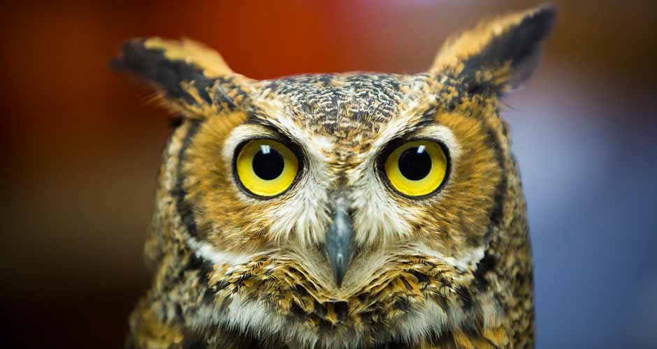 owl