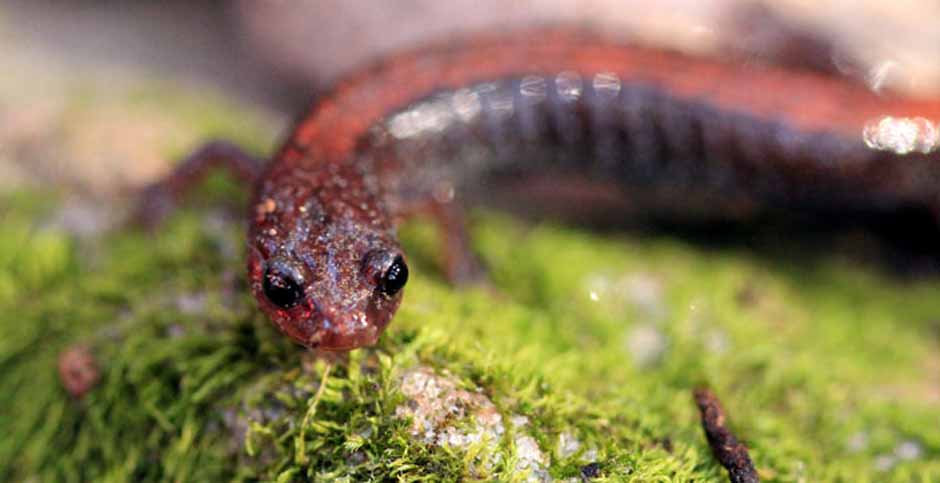 Southern redback salamander.